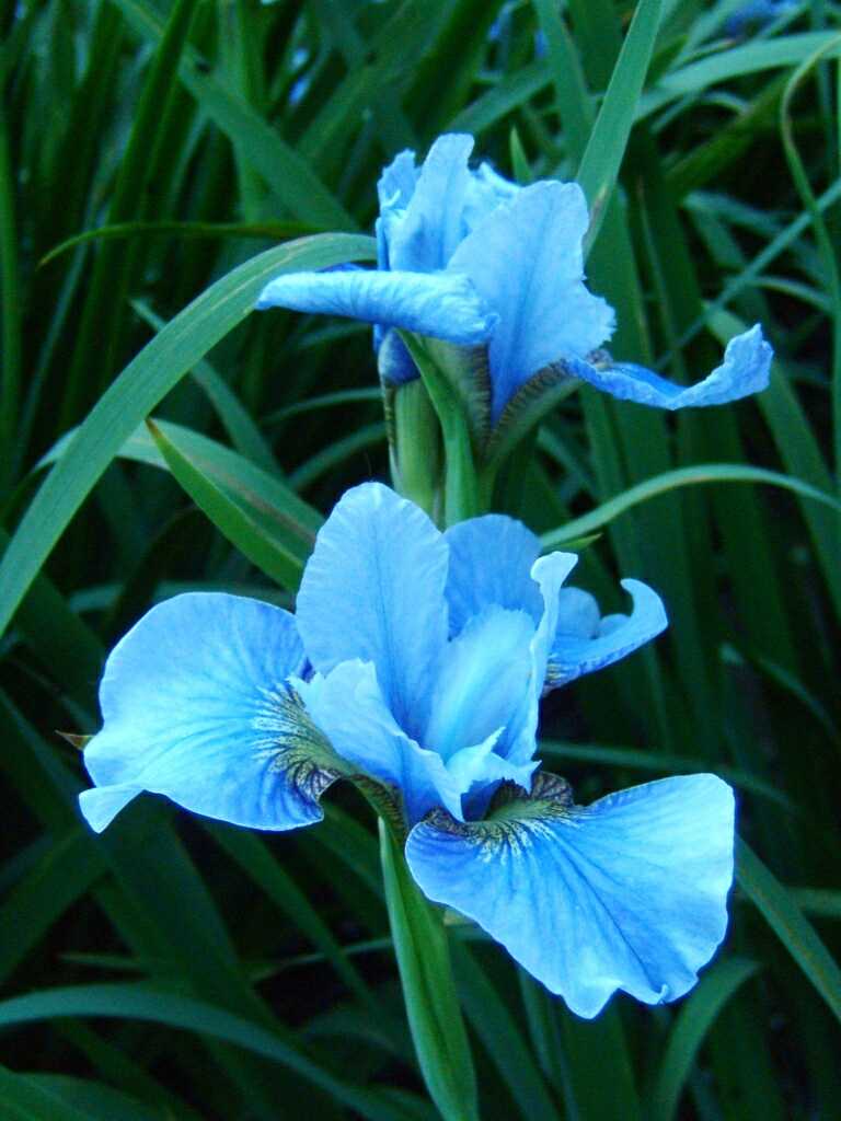 Bluish