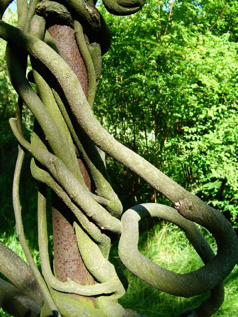Curly vines