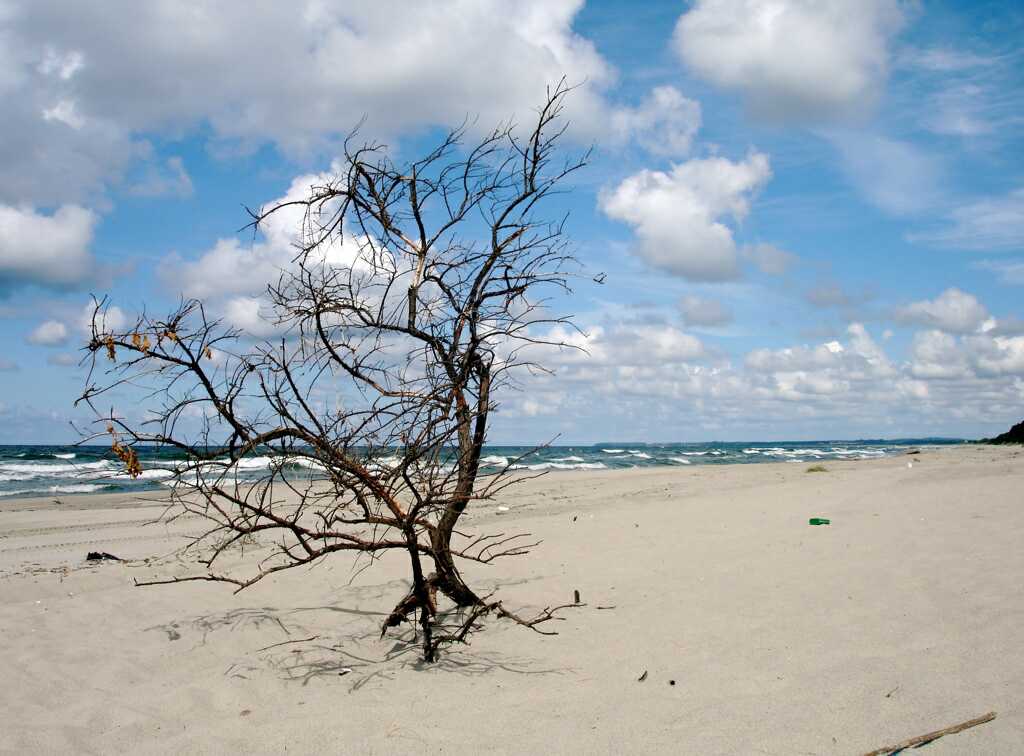 The beach
