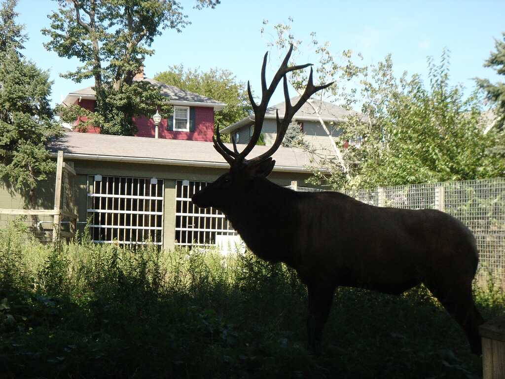 Poor elk