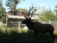 Poor elk