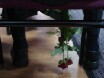 Roses between the legs
