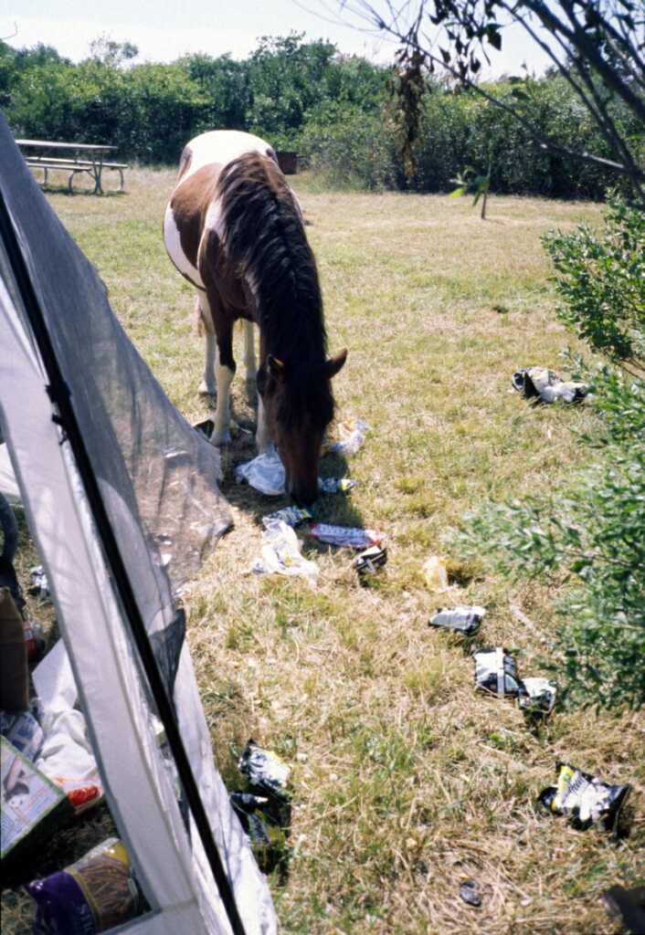 Hungry horse