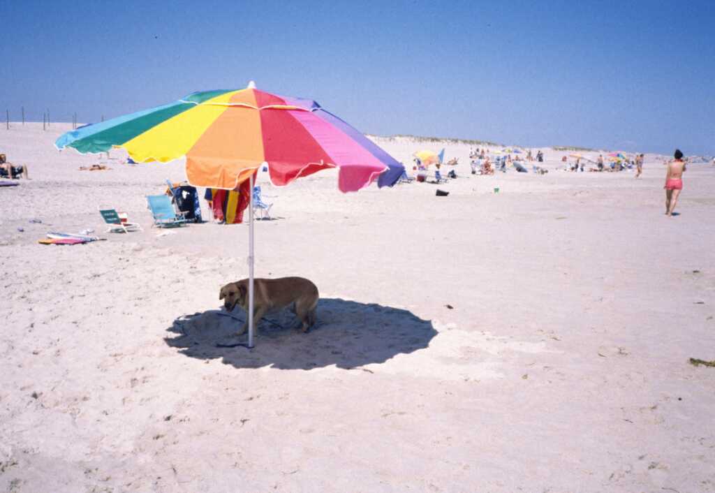 Hot dog a chillin'