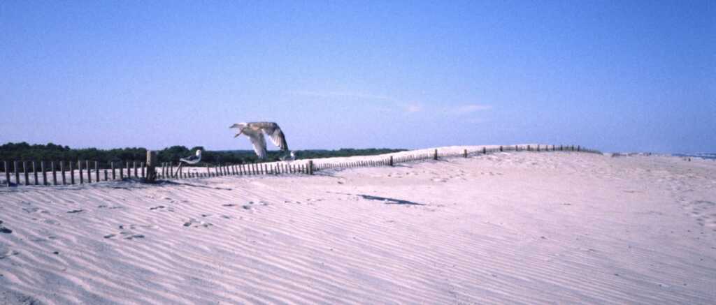 Winged fence