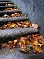 It is autumn