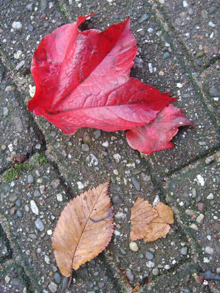 Lonely leaves