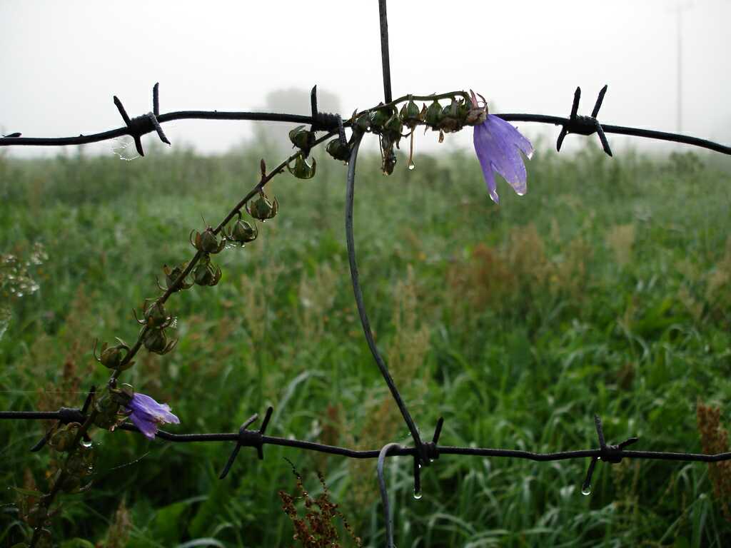 Flowering barbs