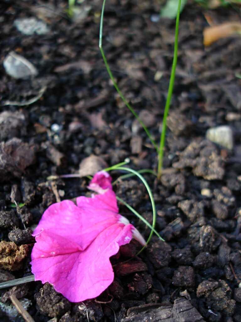 Wedding flower