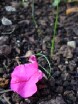 Wedding flower