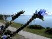 Flower from the top