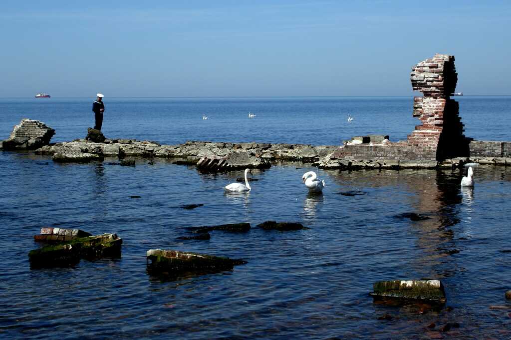 Sailor and swans