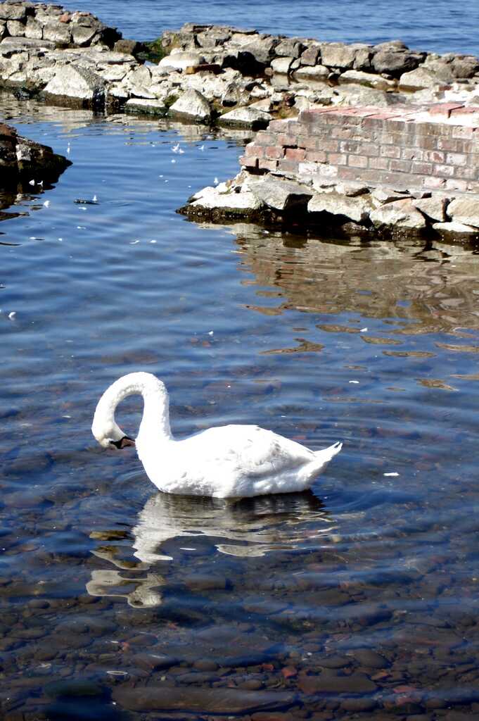 Swan minus sailor