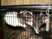 Some rats